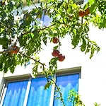 호스텔 Pemaj